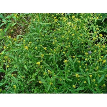 ERISIMO 50GR             BEDAR