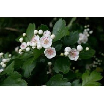 ESPINO BLANCO  40GR   BEDAR