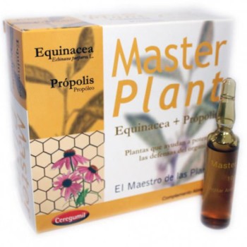 MASTERPLANT ECHINACEA...