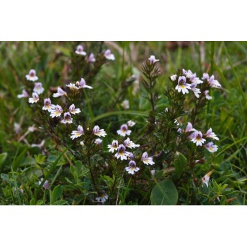 EUFRASIA  40GR...