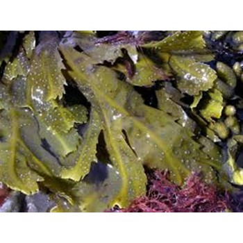 FUCUS  70GR...