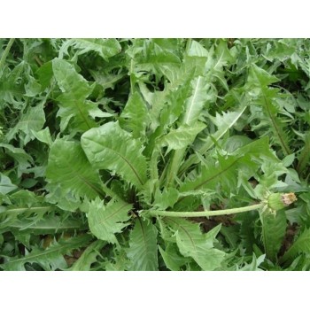 ACHICORIA   40GR       BEDAR