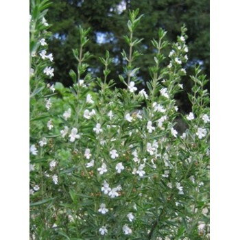 AJEDREA 50GR             BEDAR