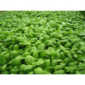 ALBAHACA 40 GR BEDAR