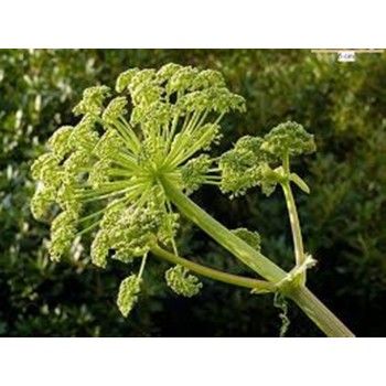 ANGELICA RAIZ 40GR       BEDAR
