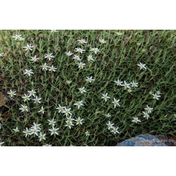 ARENARIA 50GR            BEDAR