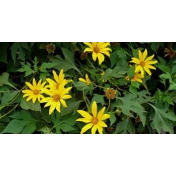 ARNICA FLOR 30GR         BEDAR