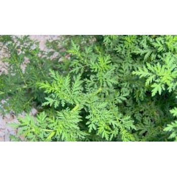 ARTEMISA  50GR  BEDAR