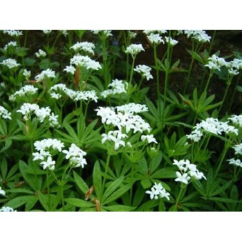 ASPERULA OLOROSA 40GR    BEDAR