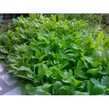 BORRAJA   40GR...