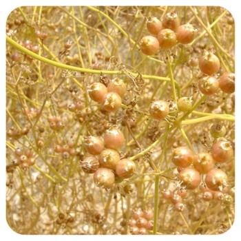CILANTRO 70GR            BEDAR