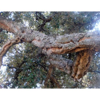 ENCINA CORTEZA 60GR      BEDAR