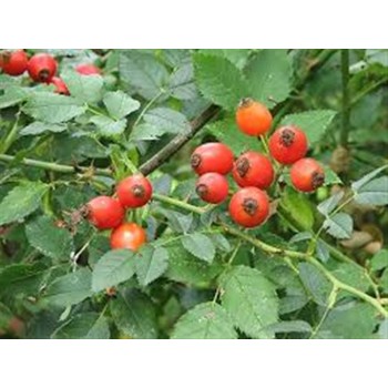 ESCARAMUJO 70GR          BEDAR