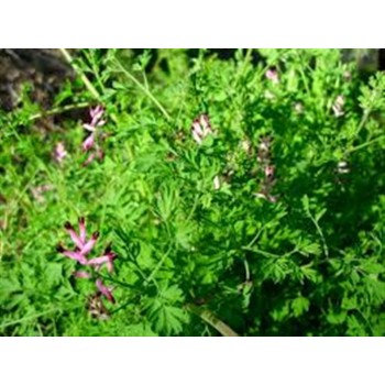 FUMARIA 50GR             BEDAR