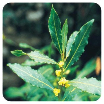 LAUREL  25GR...