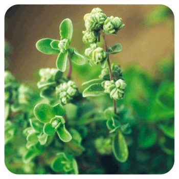 MEJORANA  40GR           BEDAR