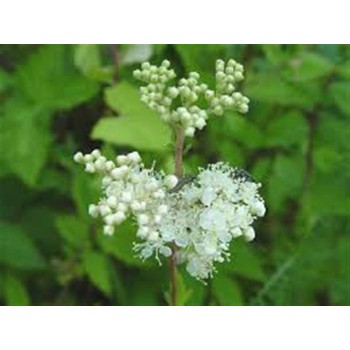 ULMARIA 50GR             BEDAR