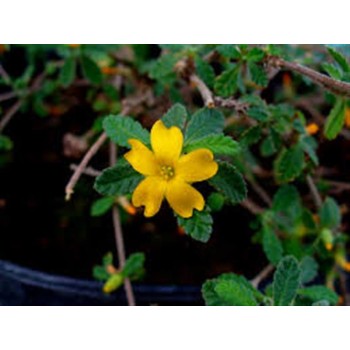 DAMIANA 40GR             BEDAR