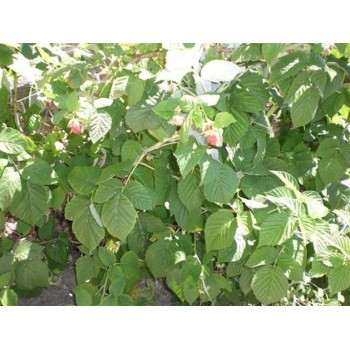 FRAMBUESA 40GR           BEDAR