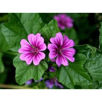 MALVA  FLOR  30GR       BEDAR
