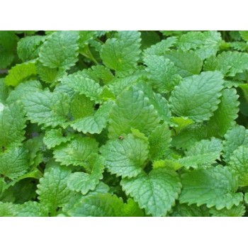 MELISA HOJA 30GR        BEDAR