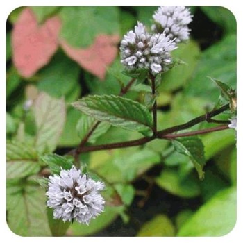 MENTA PIPERITA 40GR      BEDAR