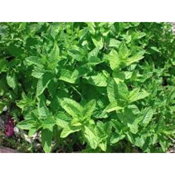 MENTA POLEO 40 GR.