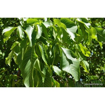 NOGAL  HOJA 40GR         BEDAR