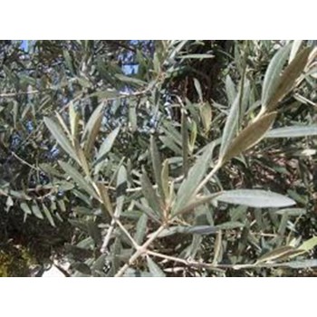 OLIVO  70GR              BEDAR