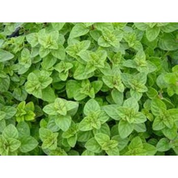 OREGANO  40GR...