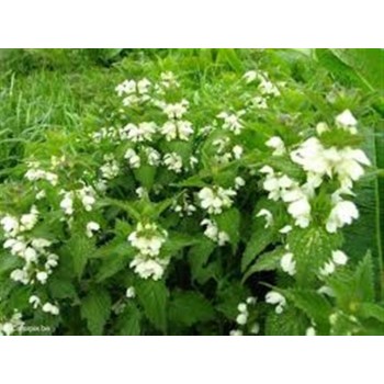 ORTIGA BLANCA 40GR       BEDAR