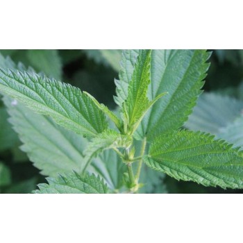 ORTIGA VERDE 40GR        BEDAR