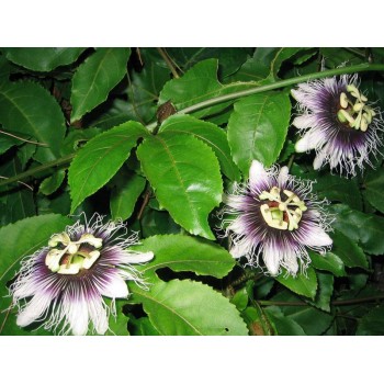 PASIFLORA  50GR...