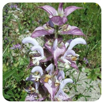 SALVIA HOJAS 40GR       BEDAR