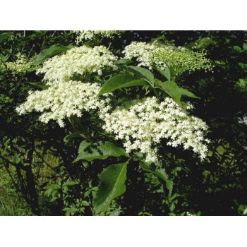 SAUCO  FLOR 30GR         BEDAR