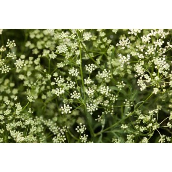 ANIS VERDE 60GR          BEDAR