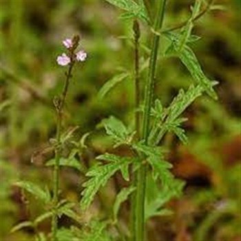 VERBENA 40GR             BEDAR