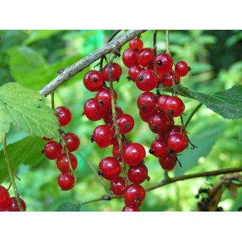 ZARZAPARRILLA 60GR       BEDAR