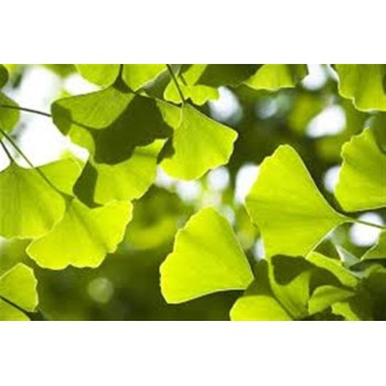 GINKGO BILOBA   40GR...