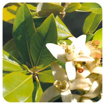 AZAHAR  FLOR 40GR        BEDAR