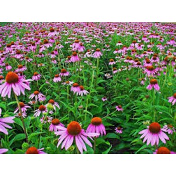 ECHINACEA   40GR         BEDAR