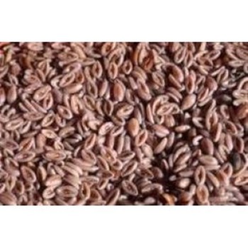 ZARAGATONA NEGRA 60GR    BEDAR