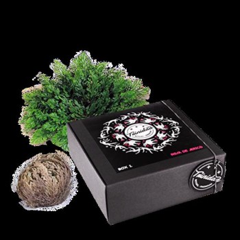 BOX 1 PLUS ROSA JERICO XL...