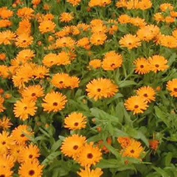 CALENDULA 40GR           BEDAR